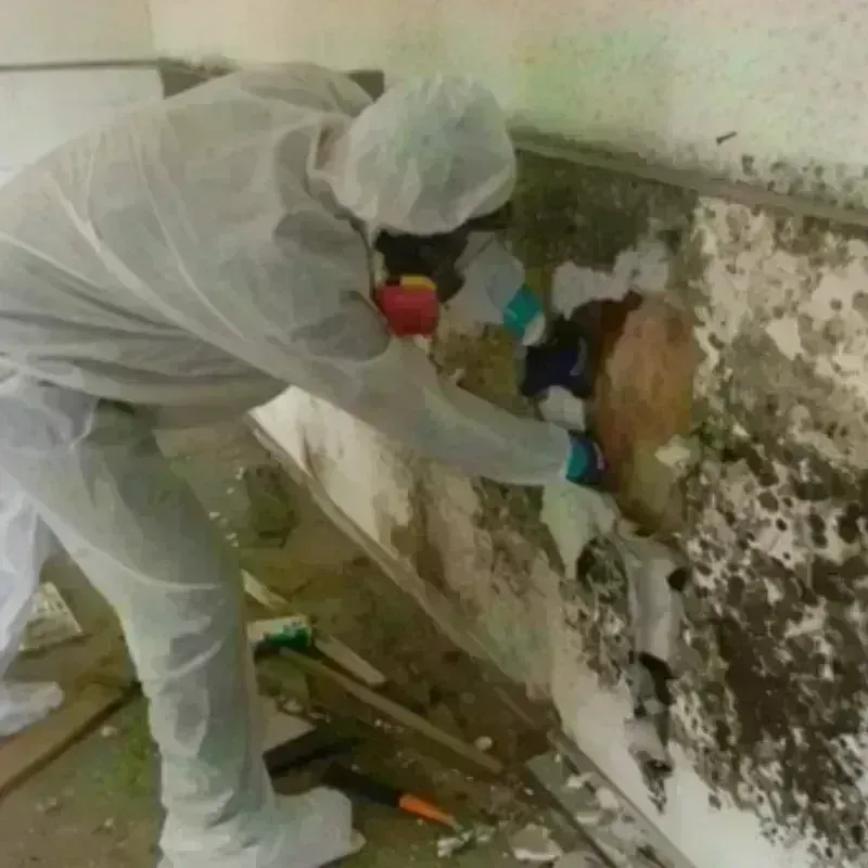 Mold Remediation and Removal in Darlington County, SC